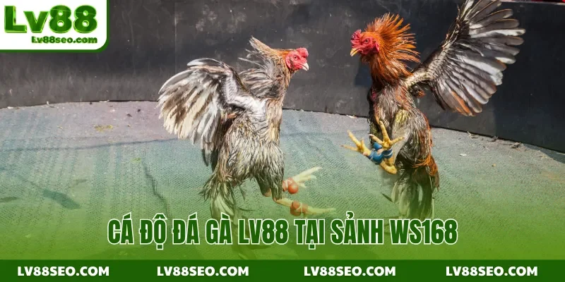 Cá độ đá gà LV88 tại sảnh WS168